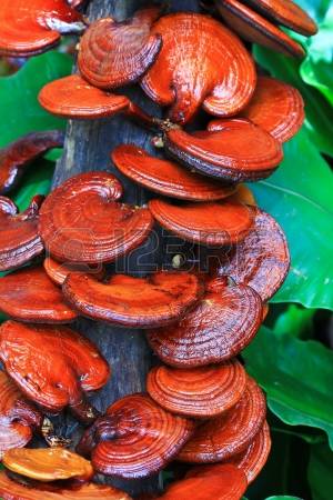 Hongo Ganoderma Lucidum en la Granja